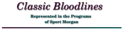 Sport Morgan Classic Families and Bloodlines