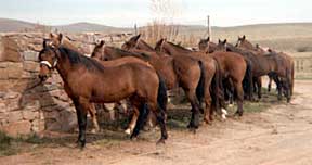 Luzan and offspring