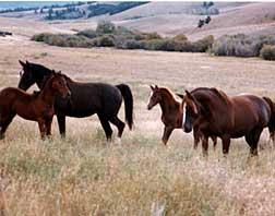 EMR mares and foals