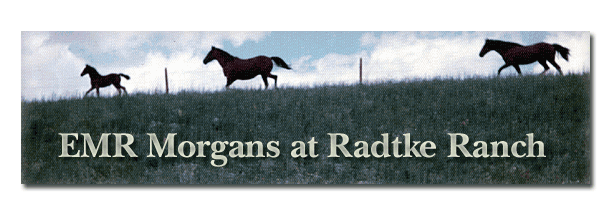 EMR Morgans at Radtke Ranch