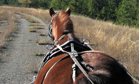 Vintage Farm Morgan Horses